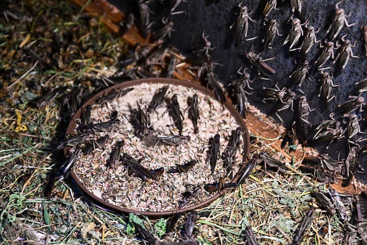 Antalya’da üretilen böcekler Konya’da köpek mamasına dönüşüyor 1